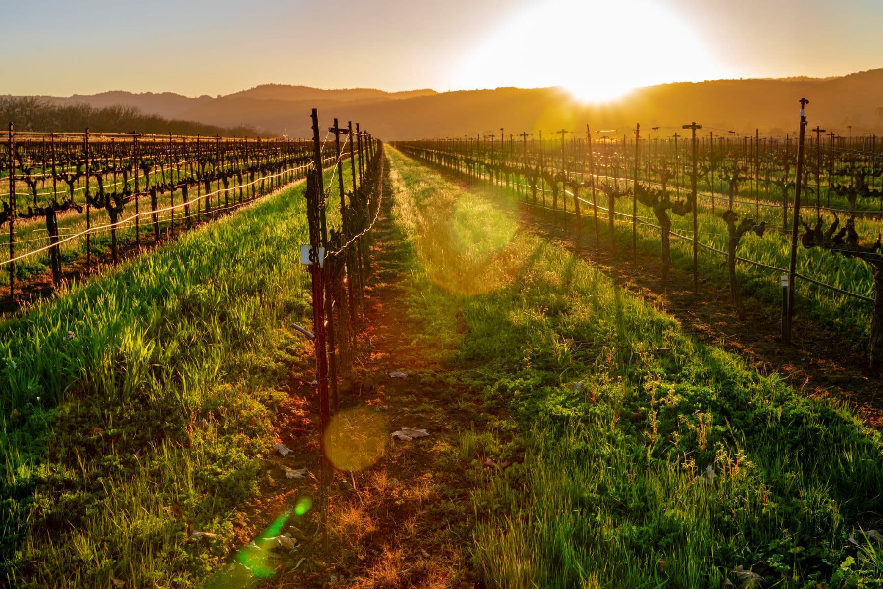 A sunlit vineyard with rows of grapevines stretching toward a distant horizon.