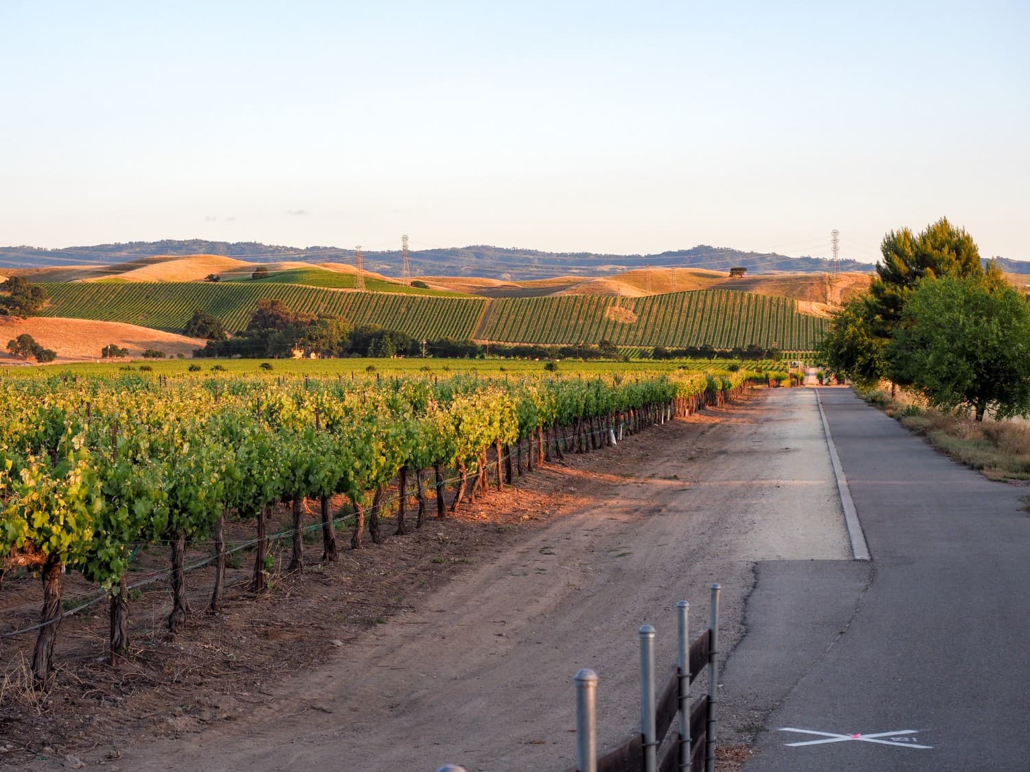 A peaceful vineyard landscape with rows of grapevines alongside a winding road and rolling hills in the background.
