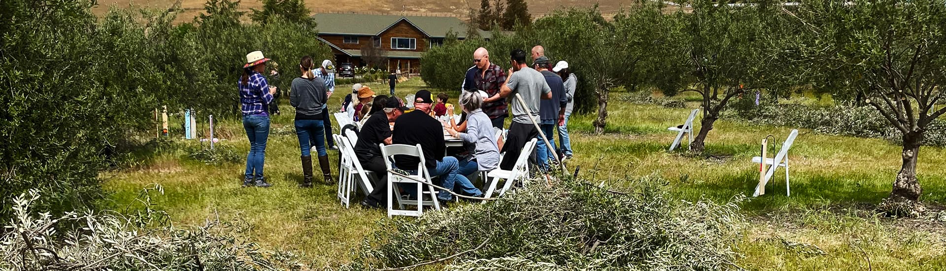 A group of people gathers around a table in an olive grove, with a house visible in the background.