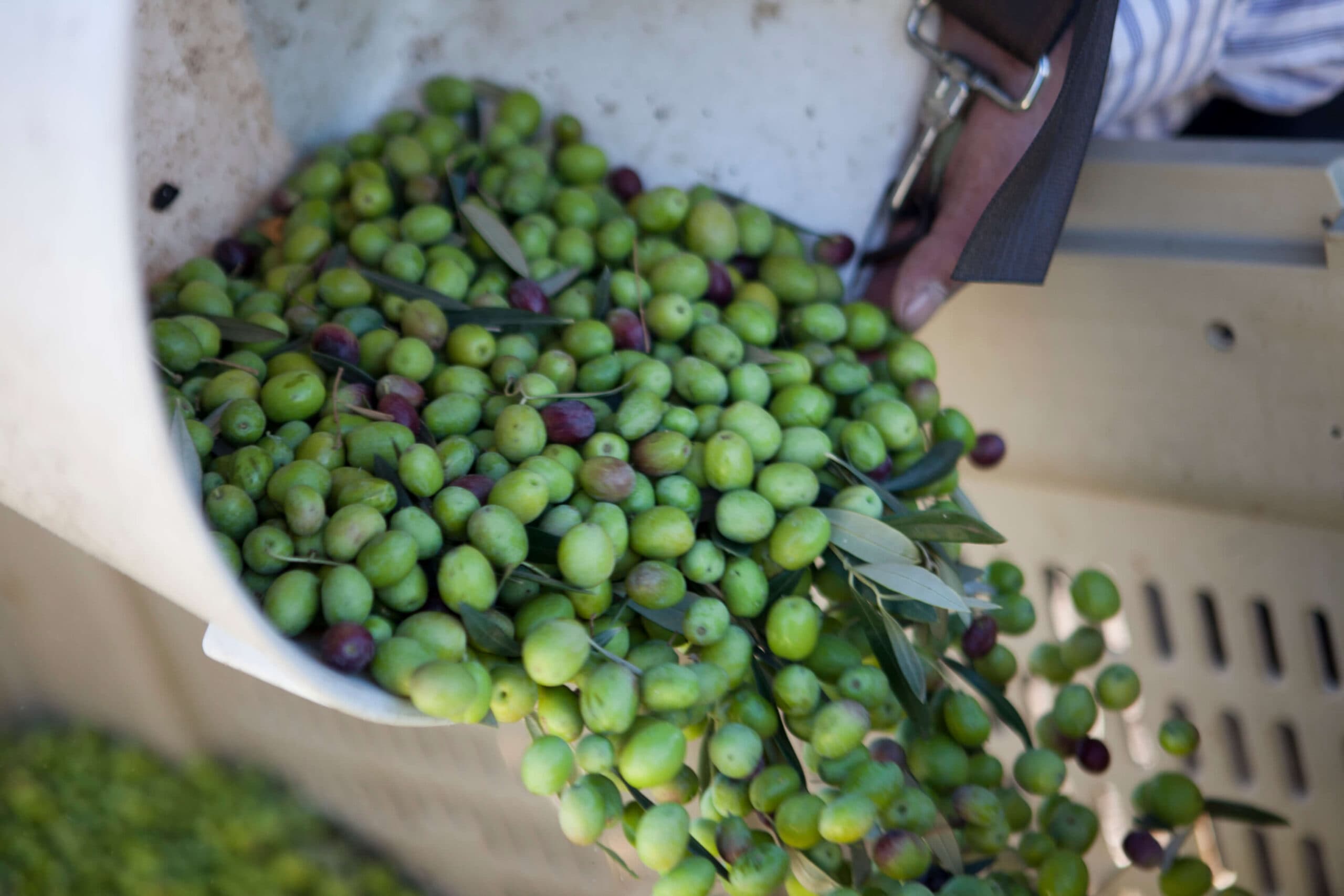 A hand tips a container overflowing with green and purple olives.