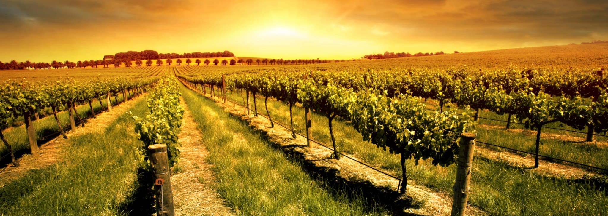 A picturesque vineyard bathed in golden sunlight at sunset.