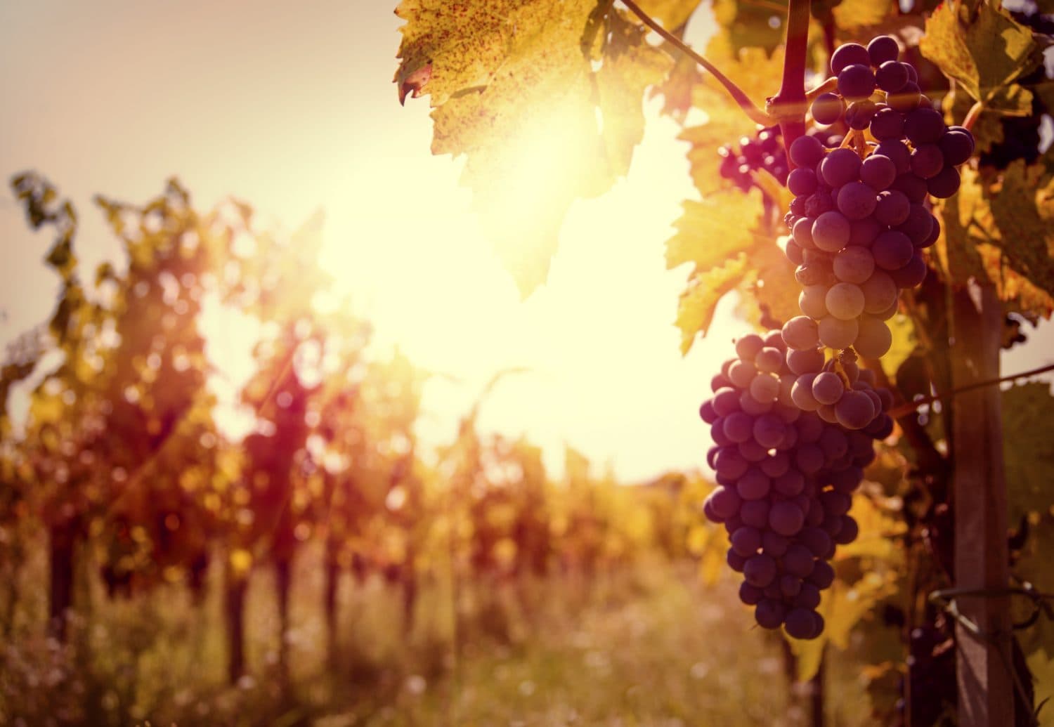 A close-up of a grape cluster hanging in a sunlit vineyard. A close-up of a grape cluster hanging in a sunlit vineyard.