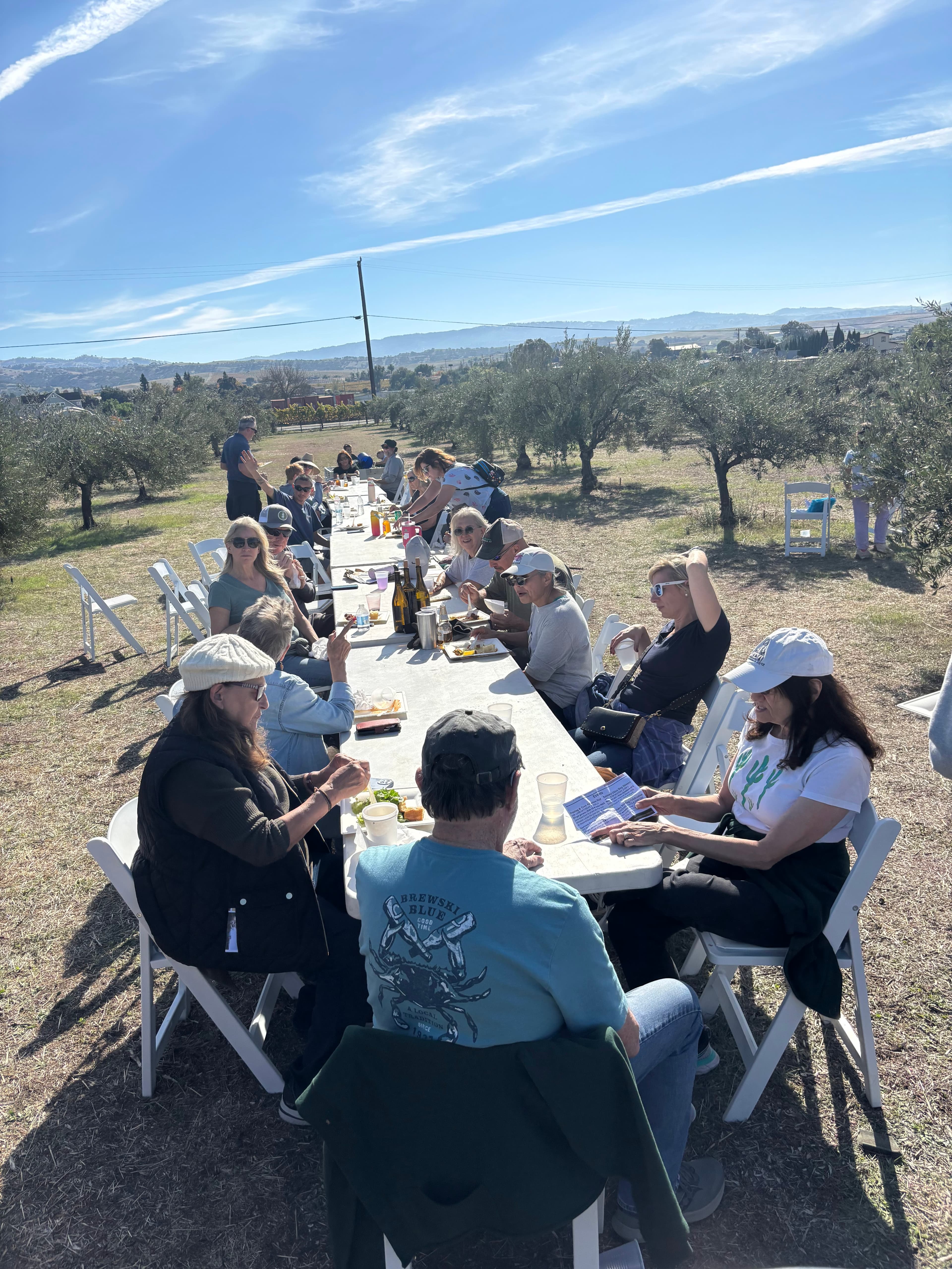 A long outdoor table filled with people enjoying a meal in an olive grove under a clear blue sky.
