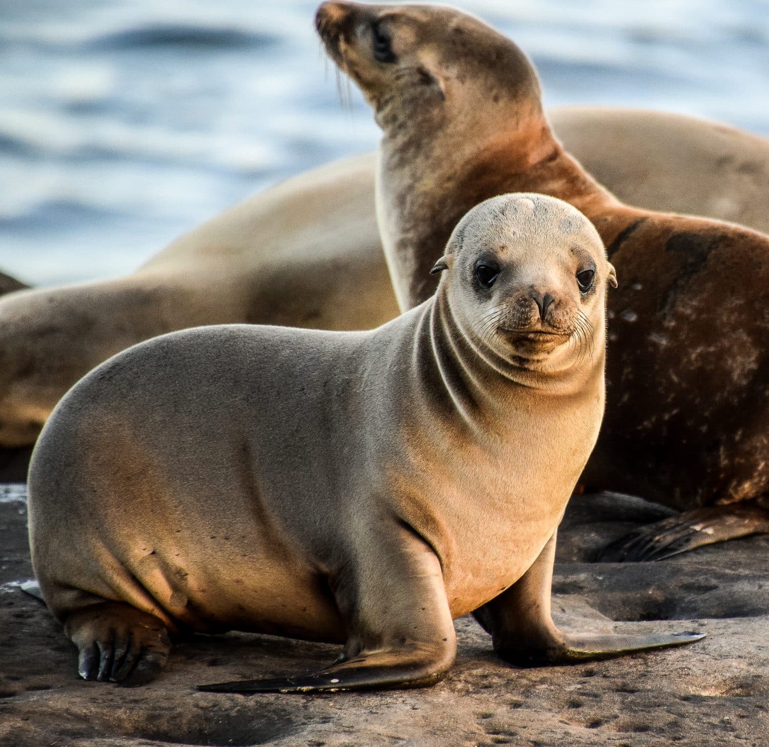 A close-up of a seal pup sitting on a rocky surface, with other seals resting nearby.
