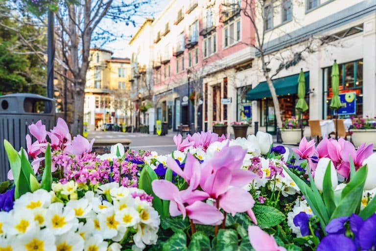 A vibrant flower bed with pink, white, and purple blooms in a sunny, urban street scene.