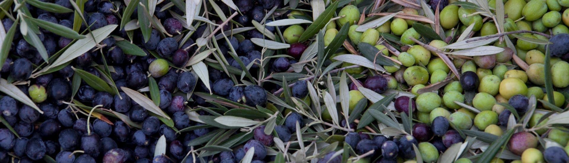 Green and purple olives in a heap