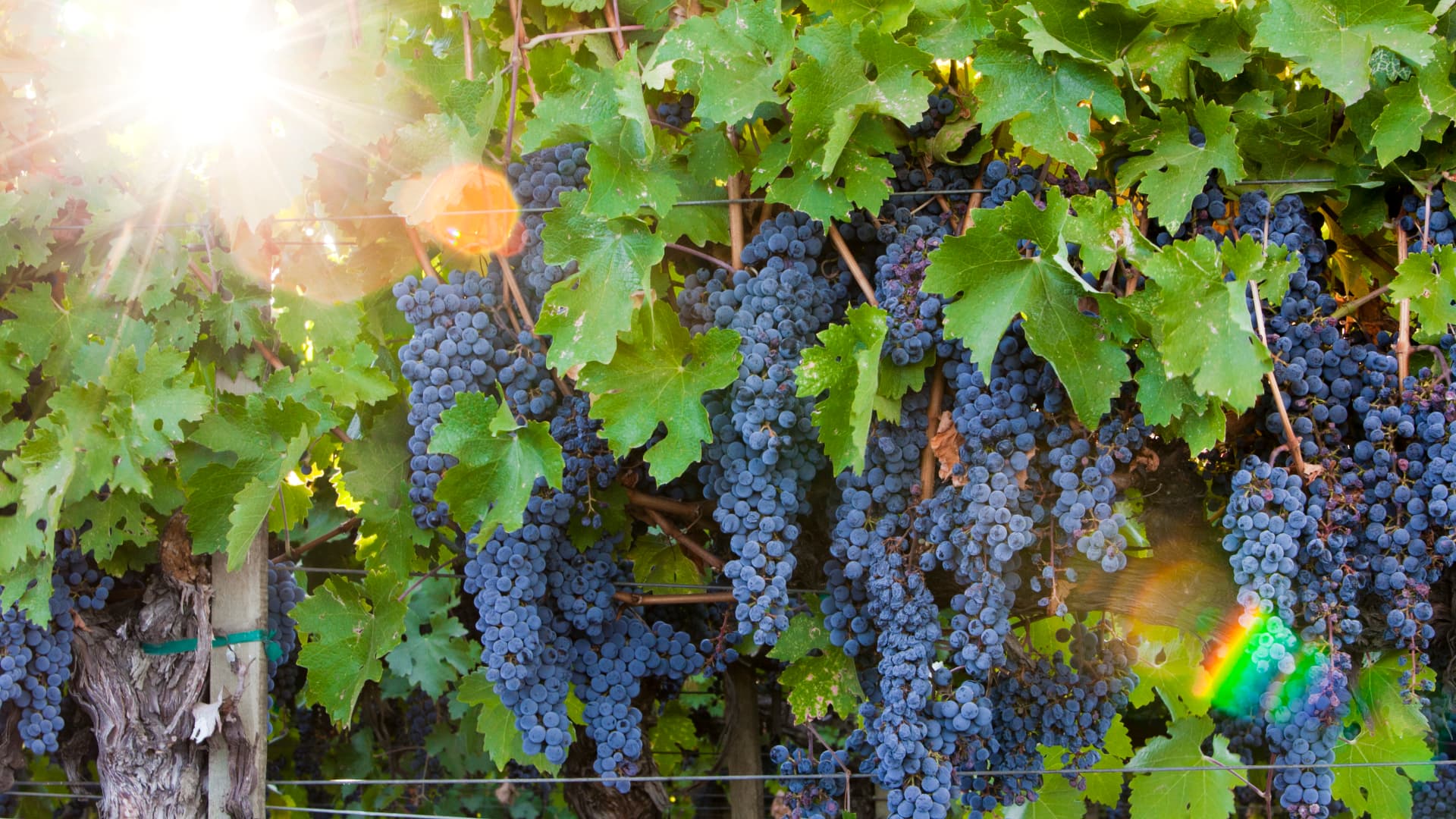 A vineyard with clusters of ripe red grapes ready for harvest.
