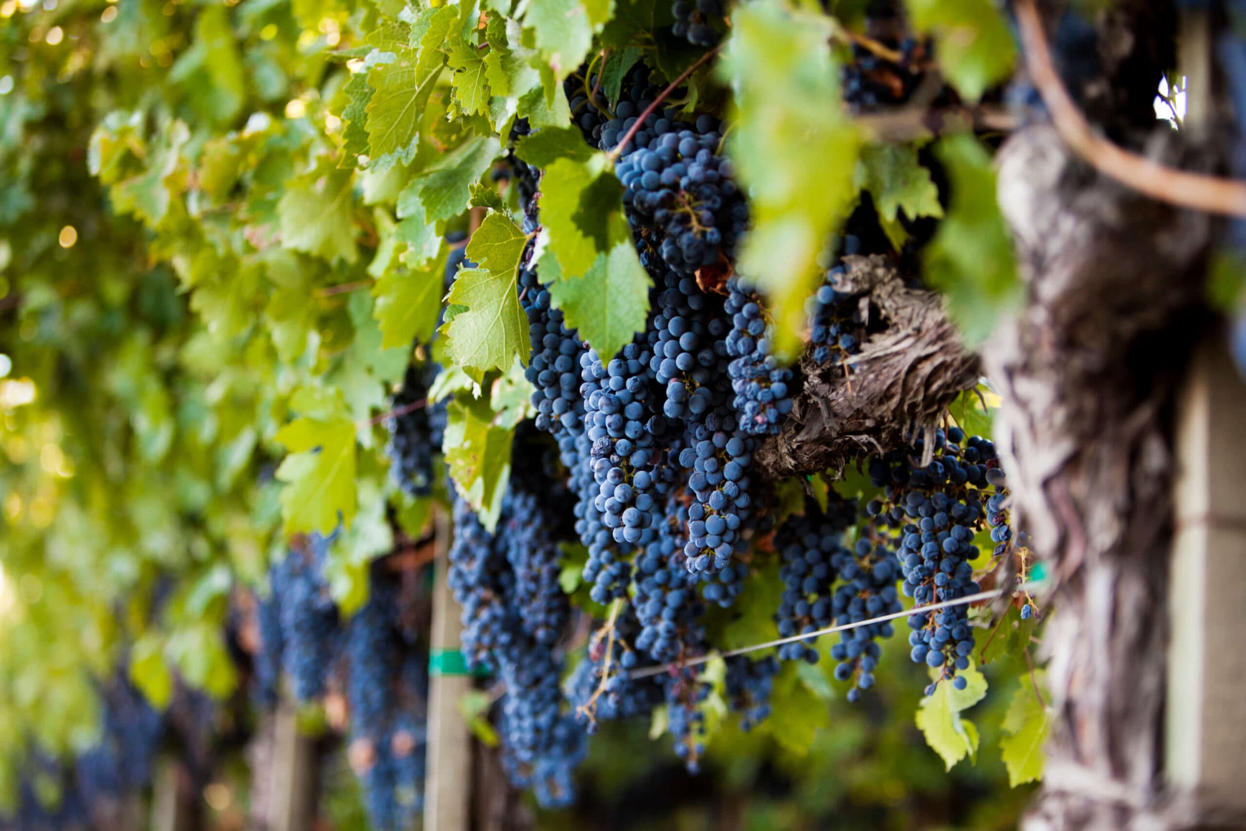 Bunches of ripe blue grapes hanging from a vine surrounded by green leaves.