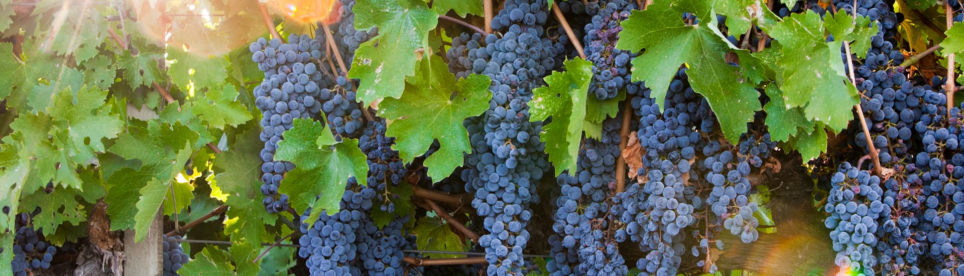 A close-up of ripe blue grapes hanging from vine leaves.