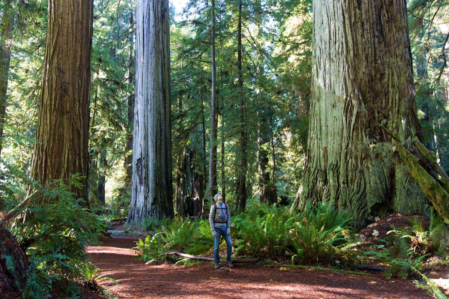 A hiker stands on a path surrounded by towering redwood trees in a lush forest.