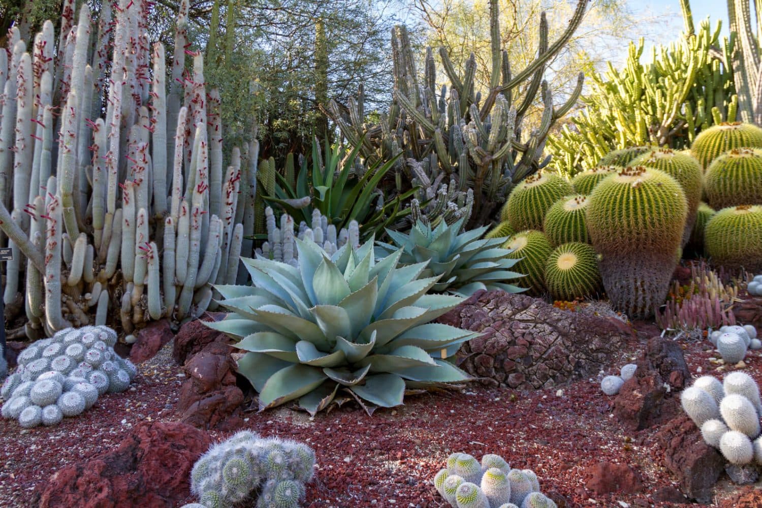 A diverse array of cacti and succulents in a desert garden setting.