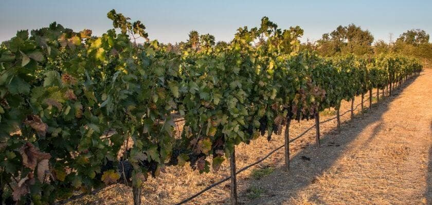 A row of grapevines stretches across a sunlit vineyard.
