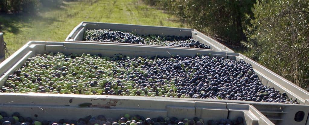 Three bins filled with harvested grapes line a green pathway.